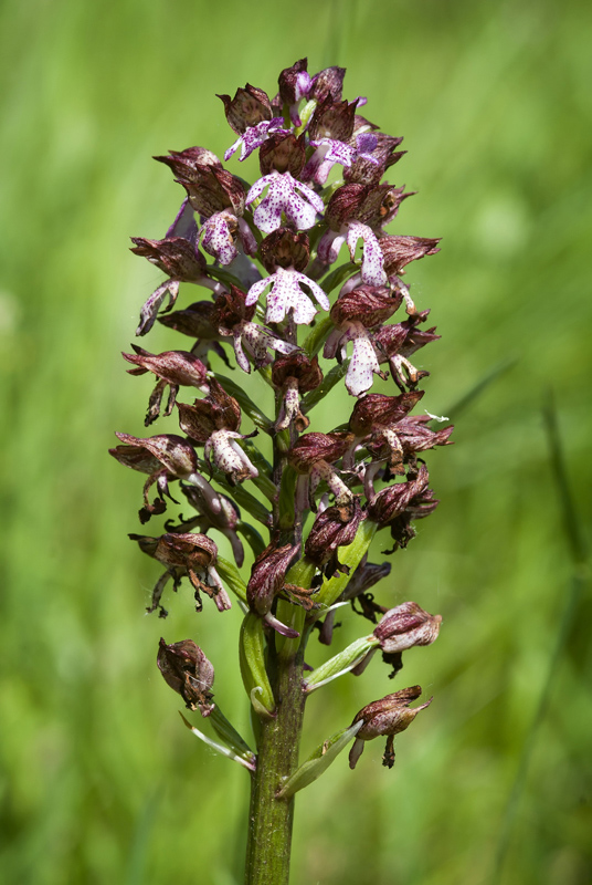 Aiuto per identificazione orchidee